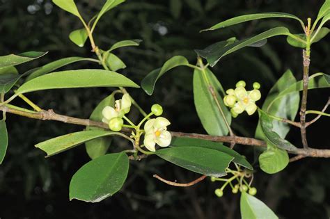 福木用途|福木 (Garcinia multiflora)